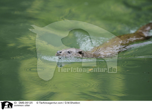 common otter / DMS-06125