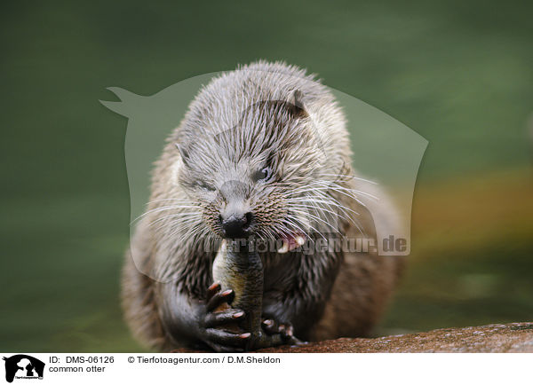 common otter / DMS-06126