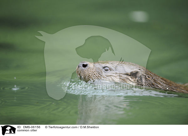 common otter / DMS-06156