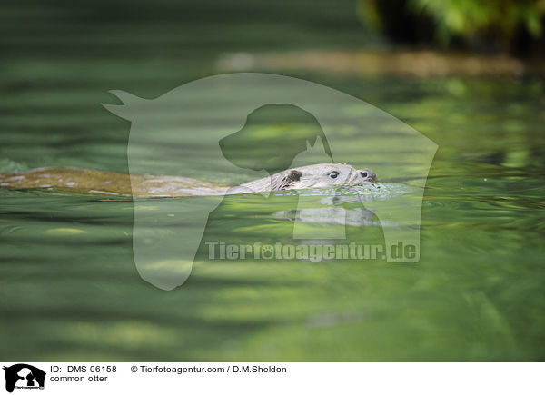 common otter / DMS-06158