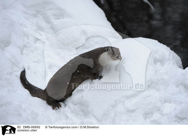 common otter / DMS-06692