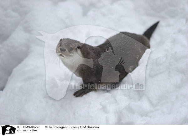 common otter / DMS-06720