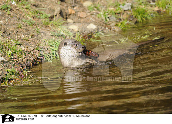 Fischotter / common otter / DMS-07070