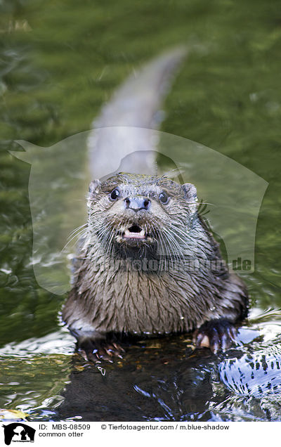common otter / MBS-08509