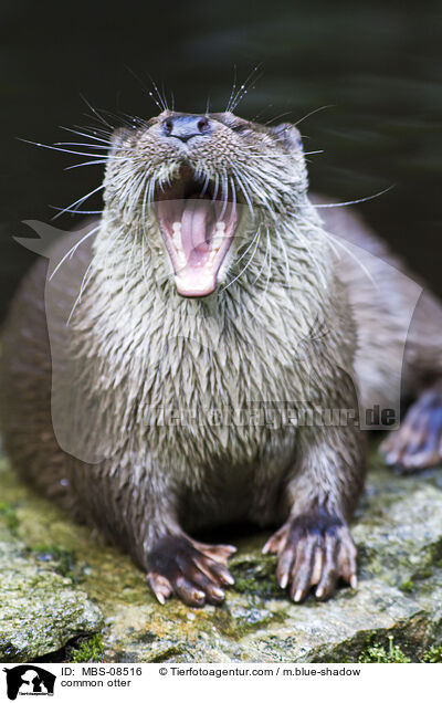 common otter / MBS-08516