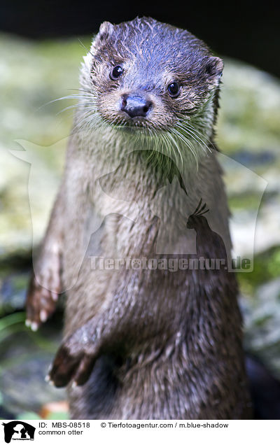 common otter / MBS-08518