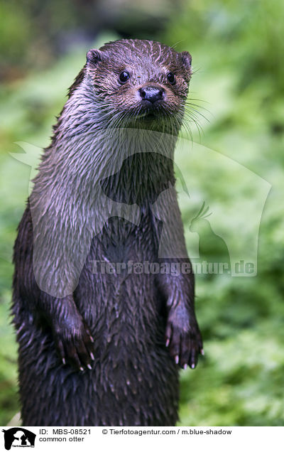 common otter / MBS-08521