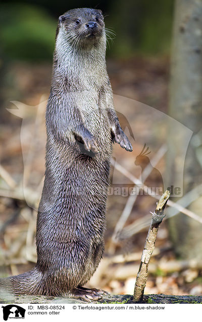 common otter / MBS-08524