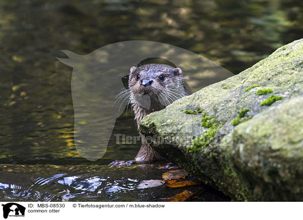 common otter / MBS-08530
