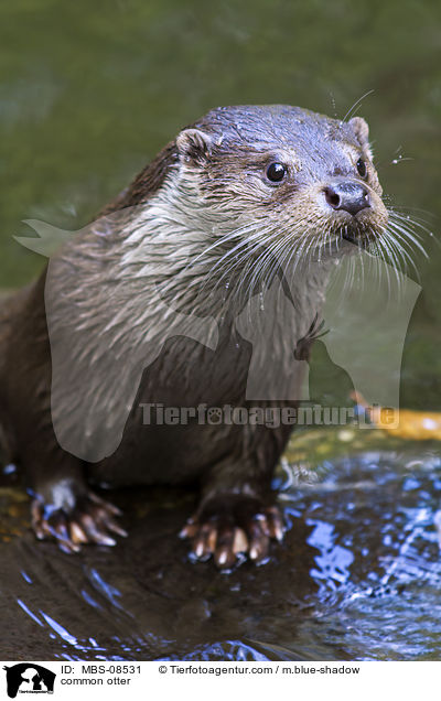 common otter / MBS-08531