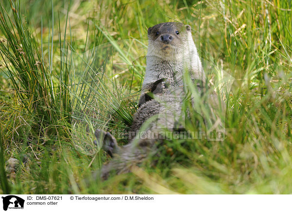 common otter / DMS-07621