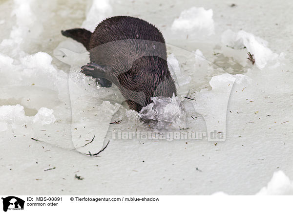 common otter / MBS-08891