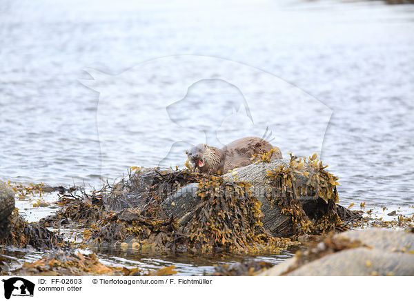 common otter / FF-02603