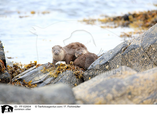 common otter / FF-02604