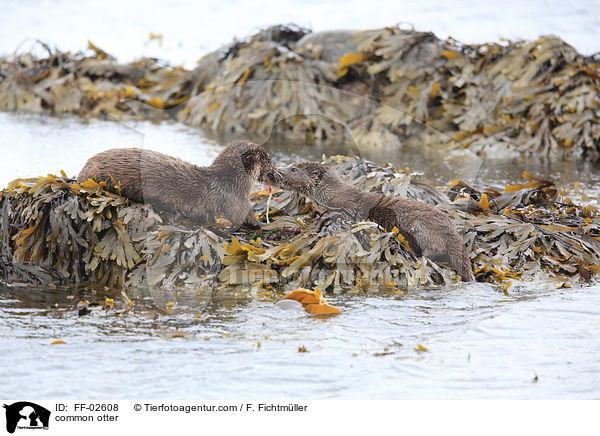 common otter / FF-02608