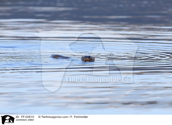 common otter / FF-02610
