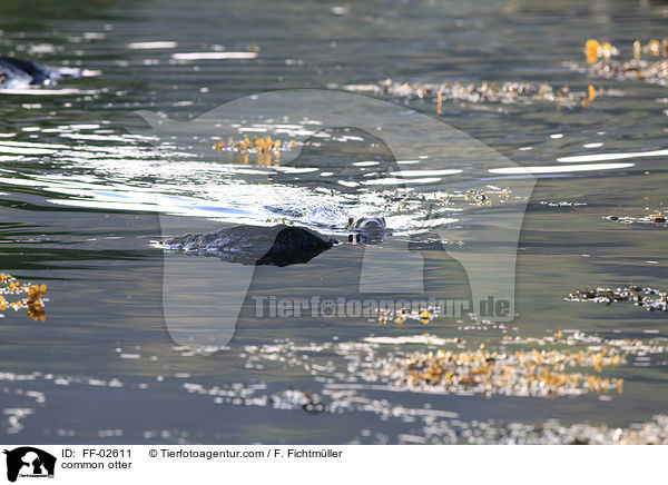 common otter / FF-02611