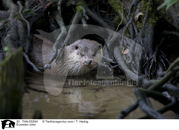 Eurasian otter / THA-05564