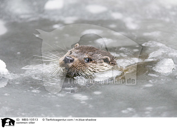 common otter / MBS-10513