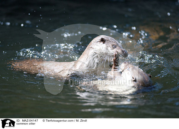 common otter / MAZ-04147