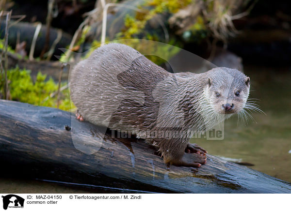 common otter / MAZ-04150