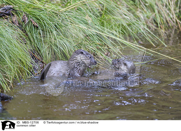 common otter / MBS-12706