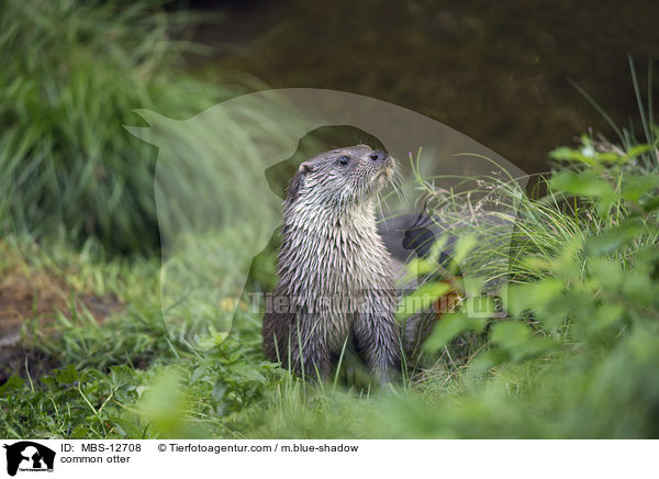 common otter / MBS-12708