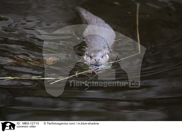 common otter / MBS-12710
