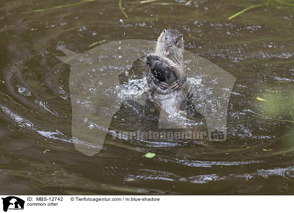 common otter / MBS-12742