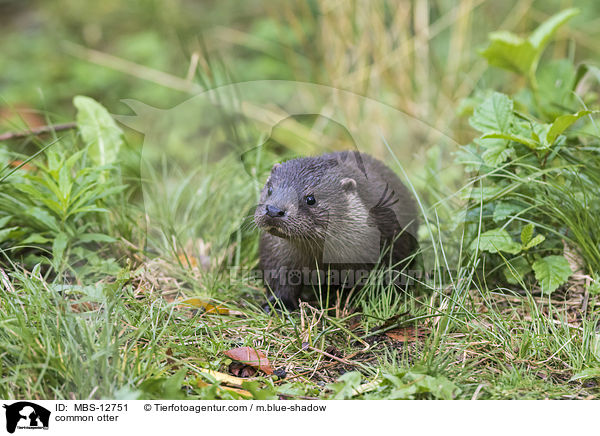 common otter / MBS-12751
