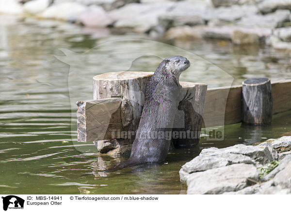 European Otter / MBS-14941