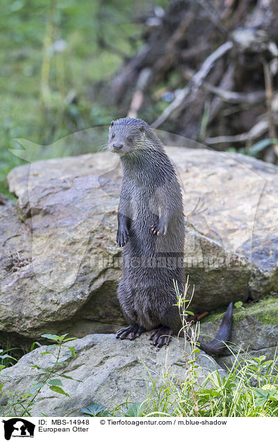 European Otter / MBS-14948