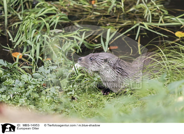 European Otter / MBS-14953