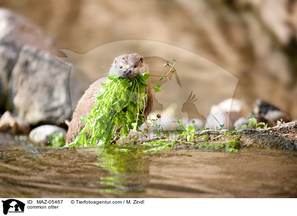 common otter / MAZ-05467