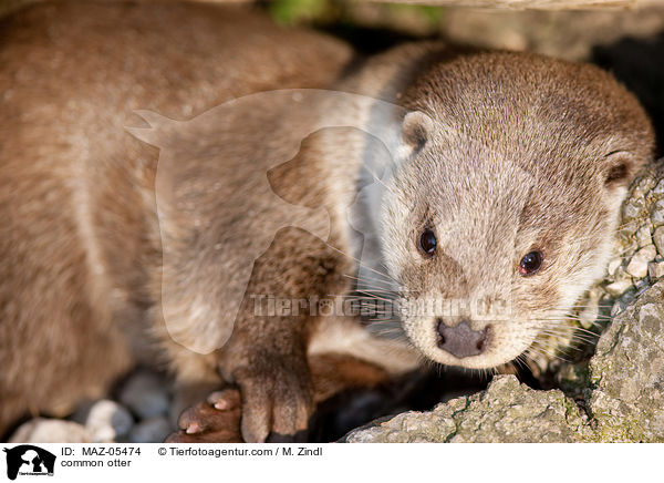 common otter / MAZ-05474