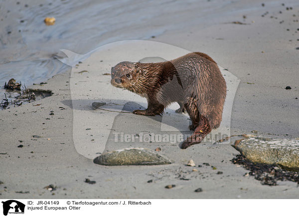 injured European Otter / JR-04149