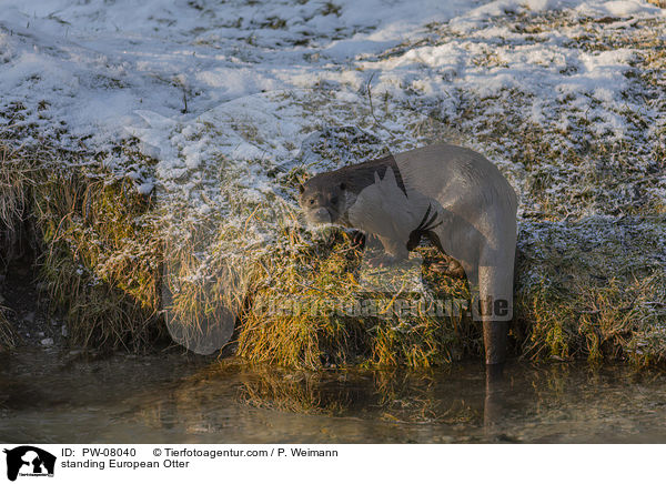 standing European Otter / PW-08040