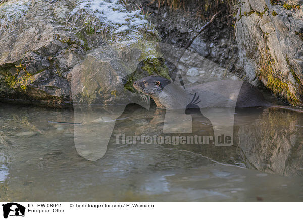 Fischotter / European Otter / PW-08041