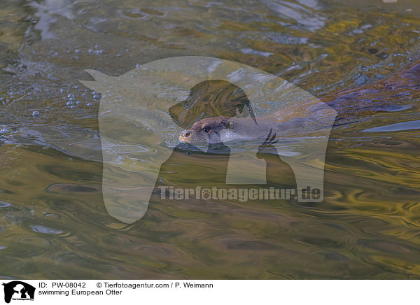 swimming European Otter / PW-08042