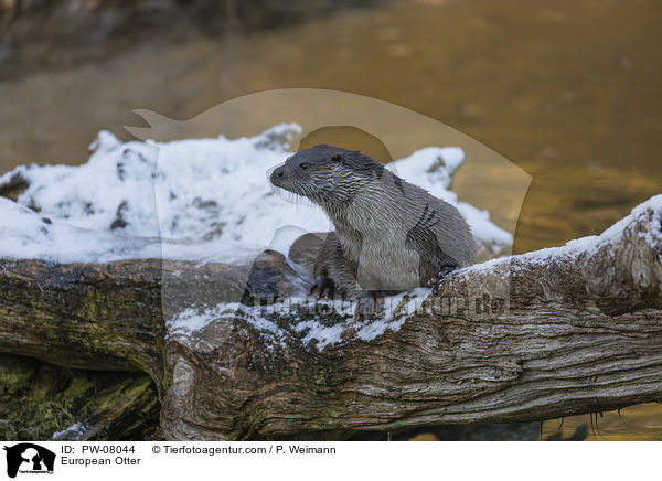 European Otter / PW-08044