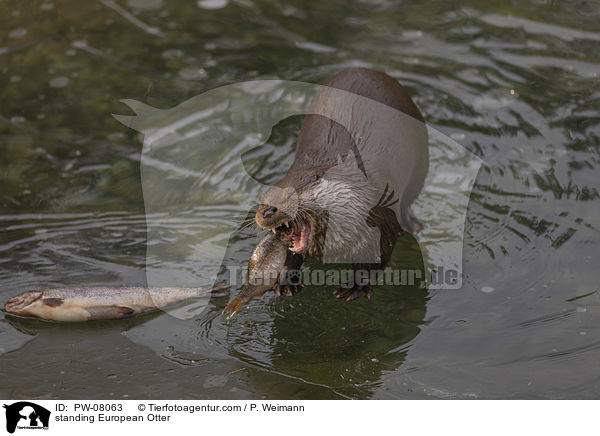 stehender Fischotter / standing European Otter / PW-08063