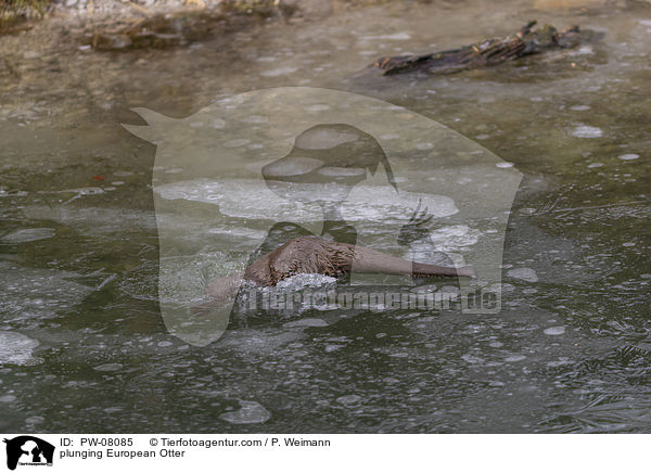 tauchender Fischotter / plunging European Otter / PW-08085