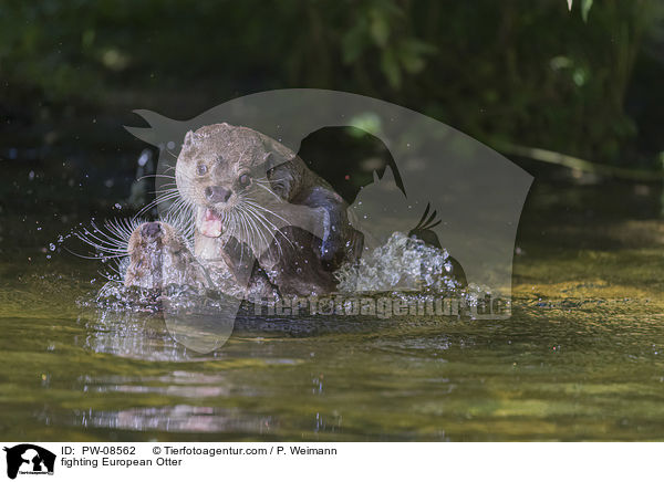 kmpfende Fischotter / fighting European Otter / PW-08562