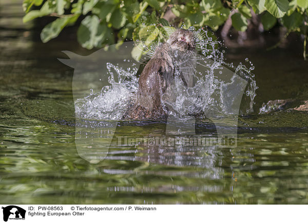 kmpfende Fischotter / fighting European Otter / PW-08563
