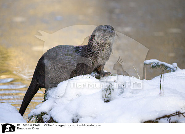 Fischotter / European Otter / MBS-21348