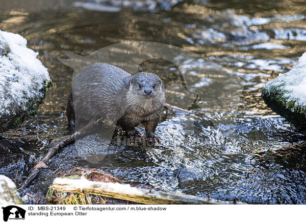 standing European Otter / MBS-21349