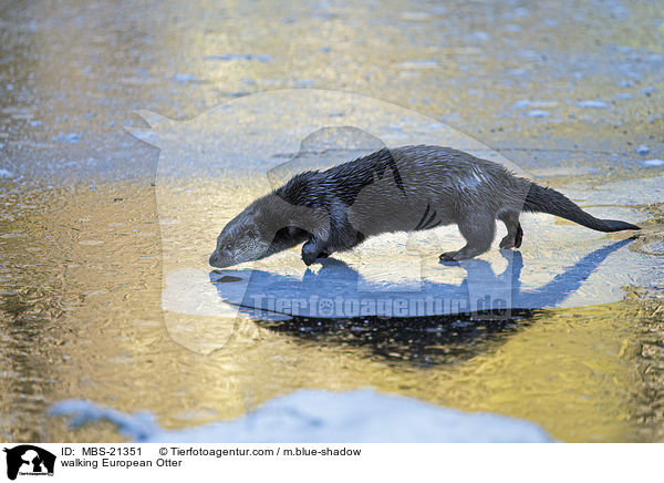 walking European Otter / MBS-21351