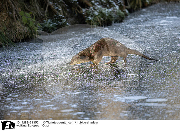 walking European Otter / MBS-21352