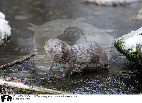European Otter / MBS-21354
