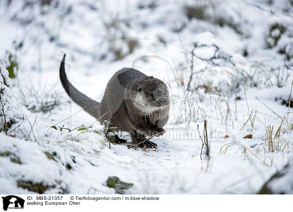 walking European Otter / MBS-21357